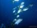 Bonaire 2008-20080327-035