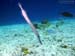 Bonaire 2008-20080331-052