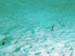 Bonaire 2008-20080331-061