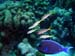 Bonaire 2008-20080331-066