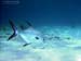 Bonaire 2008-20080331-070