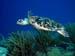 Bonaire 2008-20080402-008